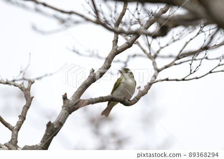 Sendimushikui 89368294