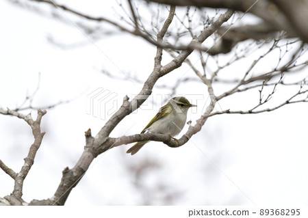 Sendimushikui 89368295