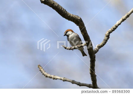 新的一年 新的一年 89368300