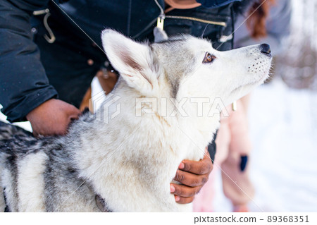 mixed race man hug his dog husky in winter forest park close up 89368351