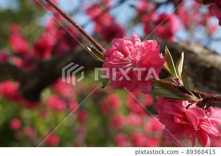 粉紅色的花朵 粉紅色的花朵 89368415