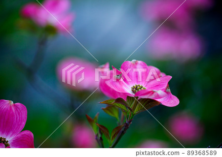 Flower tree Flower tree 89368589