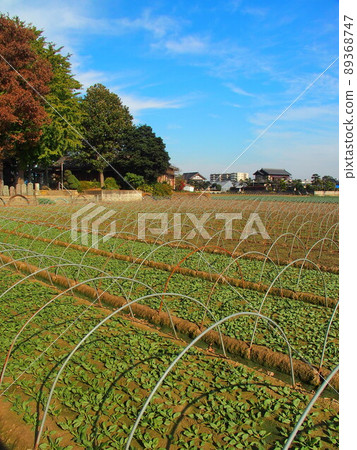 Spinach field landscape with pillars in the suburbs of late autumn Spinach field landscape with pillars in the suburbs of late autumn 89368747