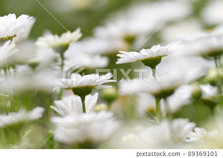 白色雛菊成群結隊 89369101