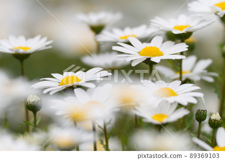 白色雛菊成群結隊 白色雛菊成群結隊 89369103