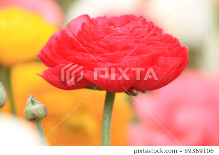 紅毛茛花 紅毛茛花 89369106