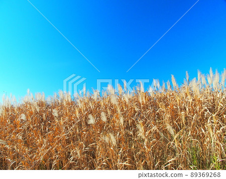 冬天江戶川岸邊枯萎的小木和藍天 89369268