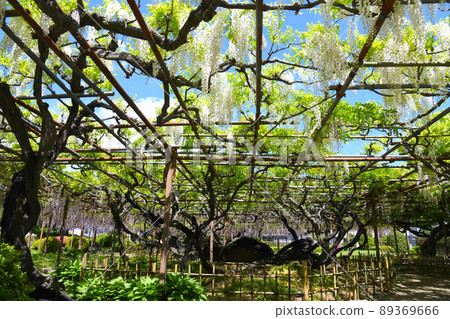  Wisteria flowers 89369666