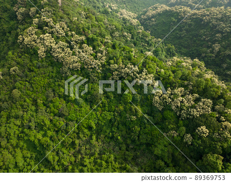 Drone aerial view of green forest with  flowering castanopsis fissa trees in spring 89369753