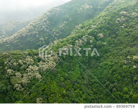 Drone aerial view of green forest with  flowering castanopsis fissa trees in spring 89369759