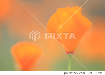 California poppy up 89369794