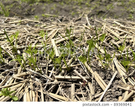 胡蘿蔔芽 89369841