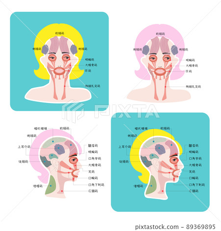 頭部肌肉、面部肌肉、頭部和麵部肌肉的插圖 89369895
