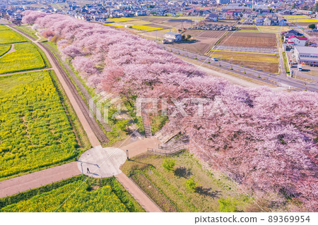 權堂筒的一排櫻花樹、油菜花、櫻花點的無人機攝影、埼玉縣的櫻花、中川沿線的櫻花 權堂筒的一排櫻花樹、油菜花、櫻花點的無人機攝影、埼玉縣的櫻花、中川沿線的櫻花 89369954