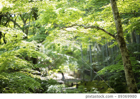 The fresh green of the Ten Bull Garden at Enkoji Temple in Ichijoji, Sakyo-ku, Kyoto City, Kyoto Prefecture The fresh green of the Ten Bull Garden at Enkoji Temple in Ichijoji, Sakyo-ku, Kyoto City, Kyoto Prefecture 89369980