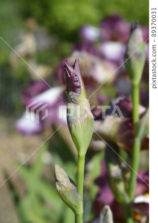 Tall bearded iris Crinoline Tall bearded iris Crinoline 89370031