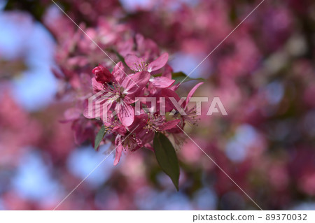 Crabapple Crabapple 89370032