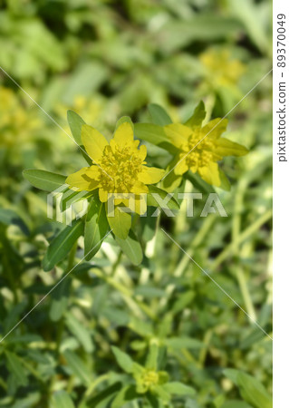 Cushion spurge 89370049