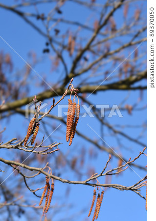 European black alder 89370050