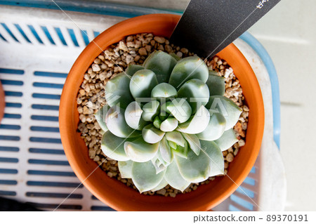 多肉植物, Echeveria, 丁香霧 多肉植物, Echeveria, 丁香霧 89370191