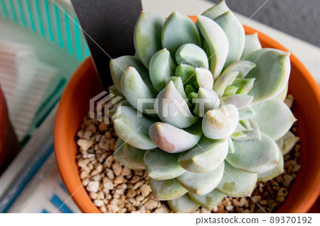 多肉植物, Echeveria, 丁香霧 89370192