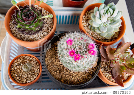 多汁植物 89370193