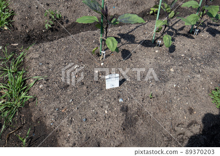 Nasubi immediately after planting in the vegetable garden in May Nasubi immediately after planting in the vegetable garden in May 89370203