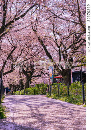 A row of cherry blossom trees on the Gongendo Tsutsumi, cherry blossoms in Saitama Prefecture, cherry blossoms along the Nakagawa River 89370269