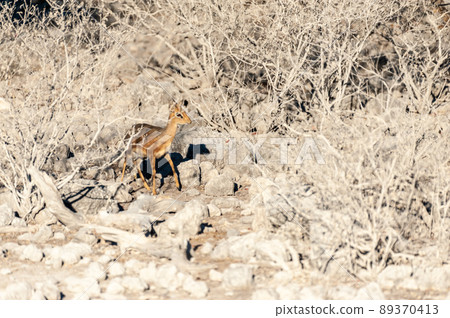 A Dik Dik hiding behind bushes in Etosha A Dik Dik hiding behind bushes in Etosha 89370413