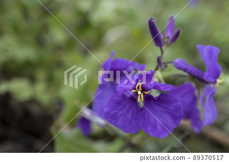 Macro photo of Orychophragmus flower [Murasaki Hanana] / Brassicaceae, April 89370517