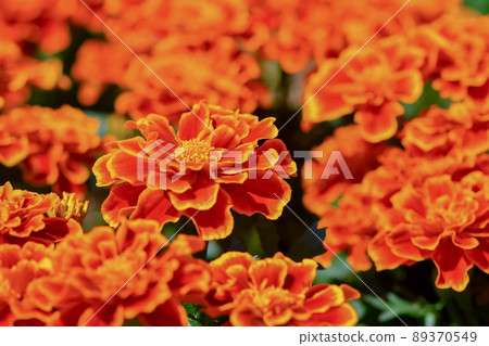 Marigold  89370549