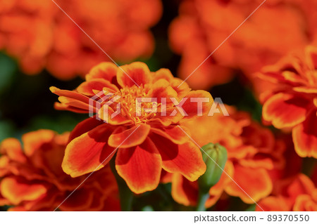 Marigold  89370550