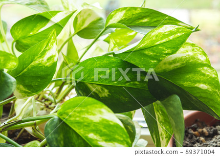 Green yellow flower leaves of Epipremnum aureum Green yellow flower leaves of Epipremnum aureum 89371004