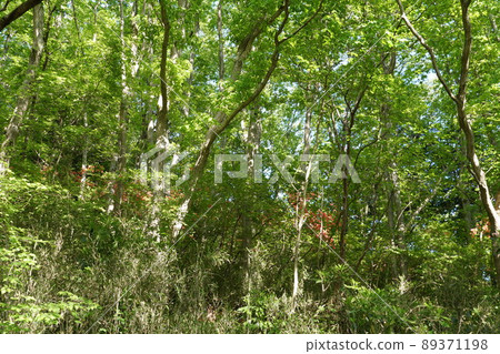 茨城縣佐倉川市，筑波山林道的風景，清新的綠色植物 89371198