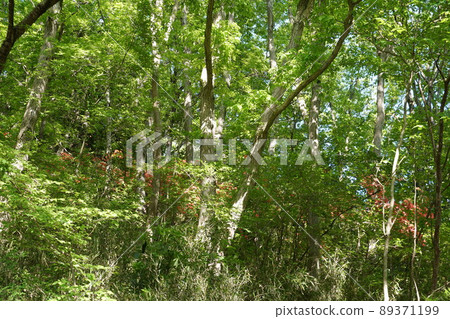 茨城縣佐倉川市,筑波山林道的風景,清新的綠色植物 茨城縣佐倉川市,筑波山林道的風景,清新的綠色植物 89371199