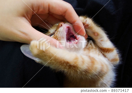 In the mouth of a kitten, a child of a tea tiger 89371417