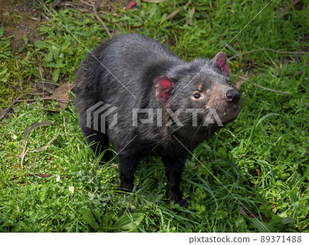 Tasmanian devil 89371488