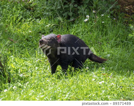 Tasmanian Devil 89371489