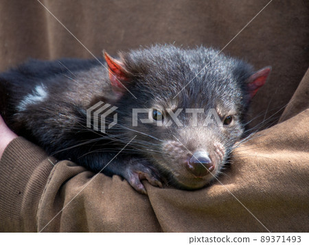 Tasmanian devil baby face up 89371493