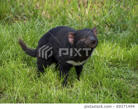 Tasmanian Devil 89371494