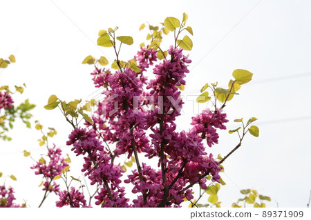 春天在日本公園盛開的紫紫荊 春天在日本公園盛開的紫紫荊 89371909