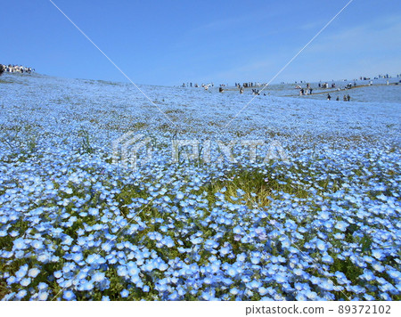 Nemophila and blue sky scenery of Hitachi Seaside Park, Ibaraki Prefecture 89372102