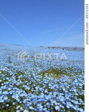 Nemophila and blue sky scenery of Hitachi Seaside Park, Ibaraki Prefecture Nemophila and blue sky scenery of Hitachi Seaside Park, Ibaraki Prefecture 89372103