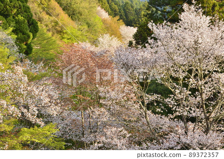 [Yoshinoyama, Nara Prefecture] Shimosenbon Sakura 89372357