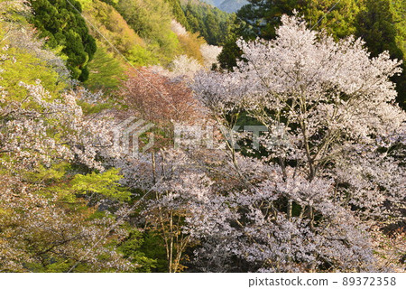 [奈良縣吉野山]下千盆櫻花 89372358