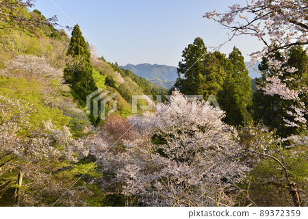 [Yoshinoyama, Nara Prefecture] Shimosenbon Sakura 89372359