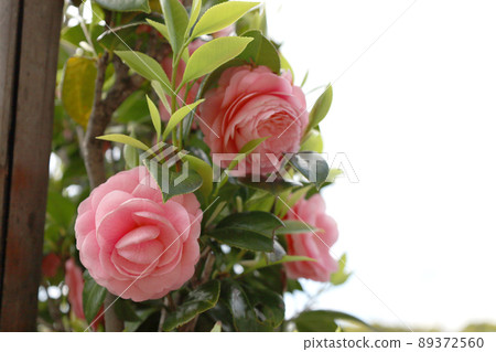 Pink maiden camellia blooming on the sidewalk in Marunouchi, Tokyo Station Pink maiden camellia blooming on the sidewalk in Marunouchi, Tokyo Station 89372560