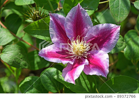 Clematis (Angela) 89372766
