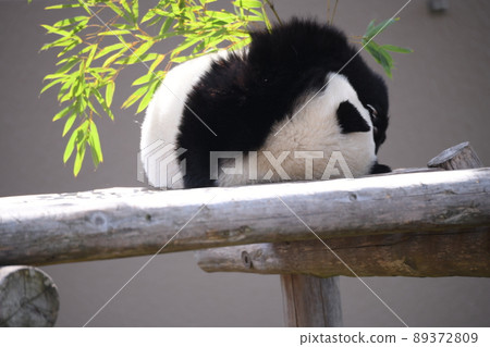 Mofumofu child panda 89372809