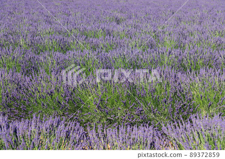 The tight and tidy mounds of young lavender soft silver-green foliage and bloomy violet flowers The tight and tidy mounds of young lavender soft silver-green foliage and bloomy violet flowers 89372859
